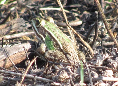Rana da ID - giovane Pelophylax sp. (prov. Vercelli)